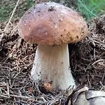 롯지 Nad Koupalistem Borowa