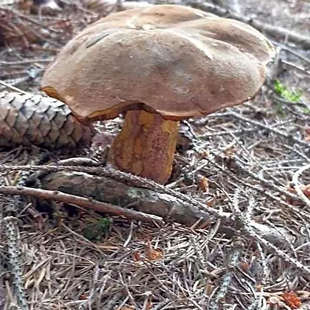 Nad Koupalistem * Borowa